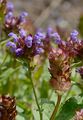 Large-Flowered Selfheal - Prunella grandiflora (L.) Scholler