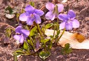 Early Dog-Violet - Viola reichenbachiana Boreau