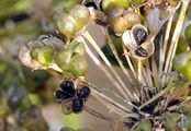 Chinese Chives - Allium tuberosum Rottler ex Spreng.