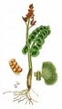 Moonwort - Botrychium lunaria (L.) Sw.