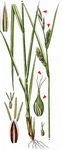 Blasen-Segge - Carex vesicaria L. 