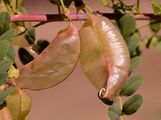 Gelber Blasenstrauch - Colutea arborescens L.