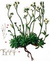 Carinthian Whitlowgrass - Draba siliquosa M. Bieb.