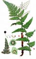 Crested Buckler-Fern - Dryopteris cristata (L.) A. Gray