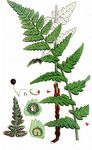 Kamm-Wurmfarn - Dryopteris cristata (L.) A. Gray 