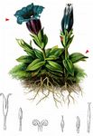 Clusius Enzian - Gentiana clusii E. P. Perrier & Songeon 