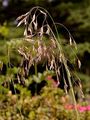 Alpine Oatgrass - Helictotrichon parlatorei (Woods) Pilg.