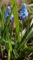 Kleine Traubenhyazinthe - Muscari botryoides (L.) Mill.