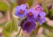 Weiches Lungenkraut - Pulmonaria mollis Hornem. 