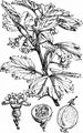 Gooseberry - Ribes uva-crispa L.