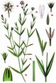 Marsh Stitchwort - Stellaria palustris Hoffm.