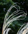 Golden Feather Grass - Stipa pulcherrima K. Koch