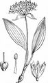 Ramsons - Allium ursinum L.