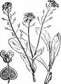 Hoary Cress - Lepidium draba L.