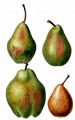 Pear - Pyrus communis L.