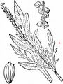 Perennial Ragweed - Ambrosia psilostachya DC.