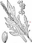 Stauden-Ambrosie - Ambrosia psilostachya DC. 