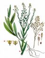 Gold-Of-Pleasure - Camelina sativa (L.) Crantz