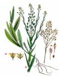 Saat-Leindotter - Camelina sativa (L.) Crantz 