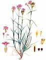 Carthusian Pink - Dianthus carthusianorum L.