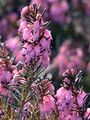 Schnee-Heide - Erica carnea L.