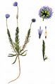 Sheep's-Bit - Jasione montana L.