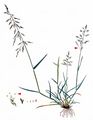 Reflexed Saltmarsh-Grass - Puccinellia distans (Jacq.) Parl.