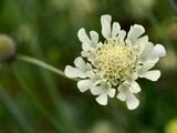 Cream Pincushions - Scabiosa ochroleuca L.