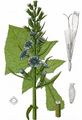 Alpine Blue-Sow-Thistle - Lactuca alpina (L.) A. Gray