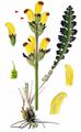 Moor-King - Pedicularis sceptrum-carolinum L.