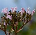 Arznei-Baldrian - Valeriana officinalis L.