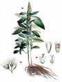 Common Amaranth - Amaranthus retroflexus L.