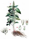 Zurückgekrümmter Fuchsschwanz - Amaranthus retroflexus L. 