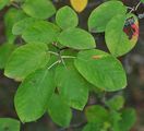 Juneberry - Amelanchier lamarckii F. G. Schroed.