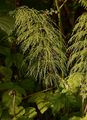 Wood Horsetail - Equisetum sylvaticum L.