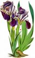 Stool Iris - Iris aphylla L.