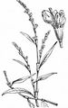 Small Water-Pepper - Persicaria minor (Huds.) Opiz
