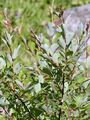 Dark-Leaved Willow - Salix myrsinifolia Salisb.