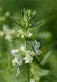 Annual Yellow-Woundwort - Stachys annua (L.) L.