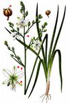 Rispige Graslilie - Anthericum ramosum L. 