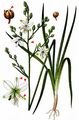 Branched St Bernard's-Lily - Anthericum ramosum L.