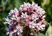 Butterfly Flower - Asclepias syriaca L.