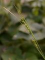 Verarmte Segge - Carex depauperata With.