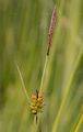 Tawny Sedge - Carex hostiana DC.