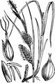 Blasen-Segge - Carex vesicaria L.