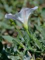 Field Bindweed - Convolvulus arvensis L.