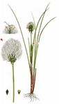 Scheiden-Wollgras - Eriophorum vaginatum L. 