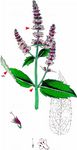 Rossminze - Mentha longifolia (L.) L. 