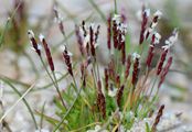 Early Sand-Grass - Mibora minima (L.) Desv.
