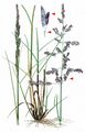 Common Saltmarsh-Grass - Puccinellia maritima (Huds.) Parl.